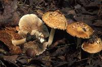 Inocybe dulciolens image