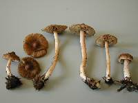 Inocybe nemorosa image