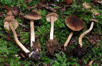 Inocybe nemorosa image