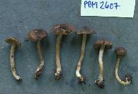 Inocybe nemorosa image