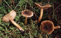 Inocybe nemorosa image