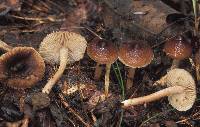 Inocybe nemorosa image