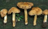 Inocybe rimosoides image