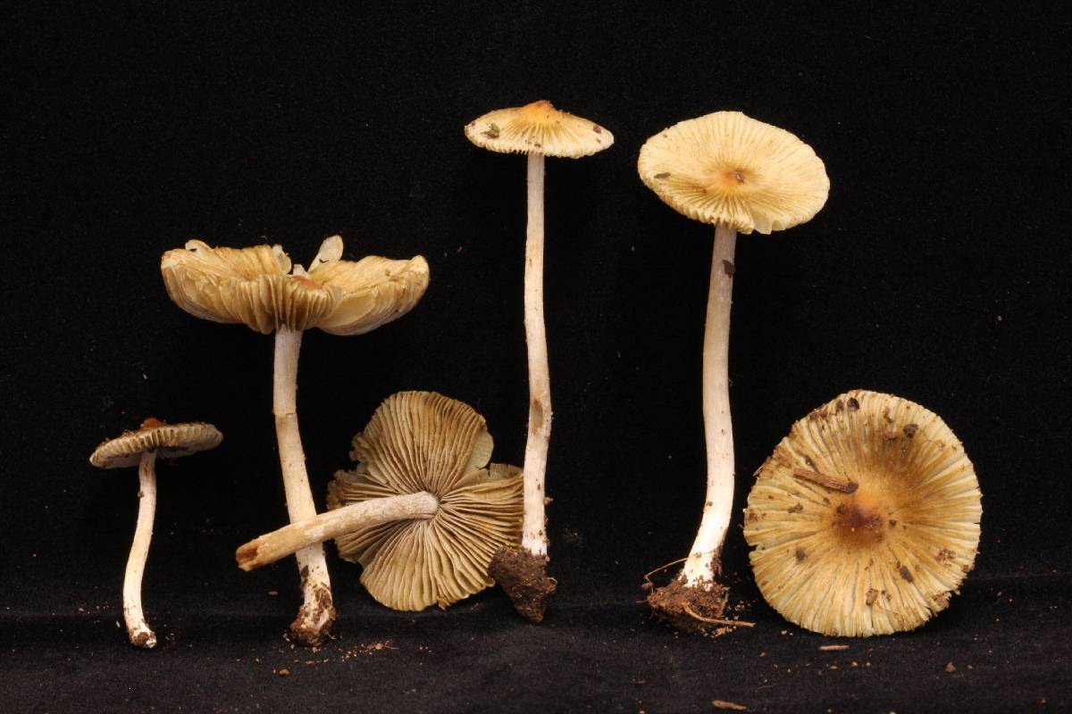 Inocybe friabilis image