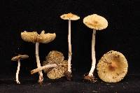 Inocybe friabilis image