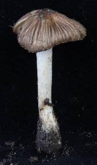 Inocybe rimosa image