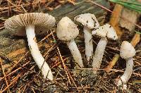 Inocybe sambucella image