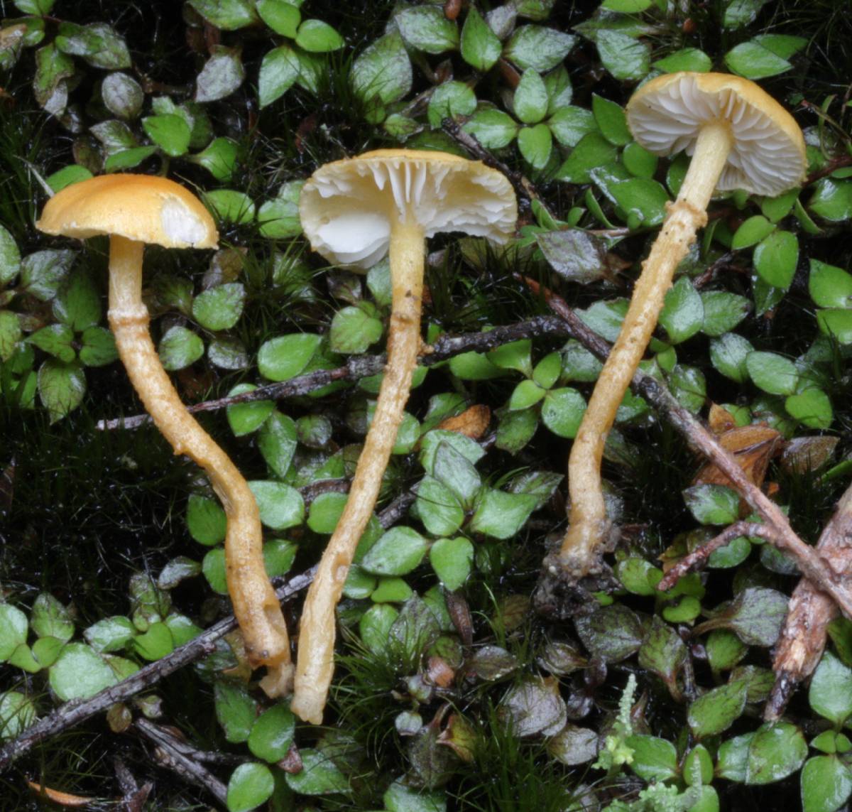 Cystoderma longisporum image