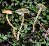 Image of Cystoderma longisporum