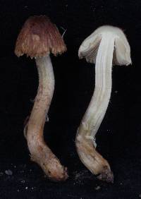 Inocybe brunneolutea image