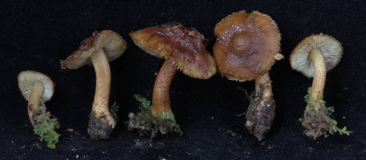 Inocybe ovispora image