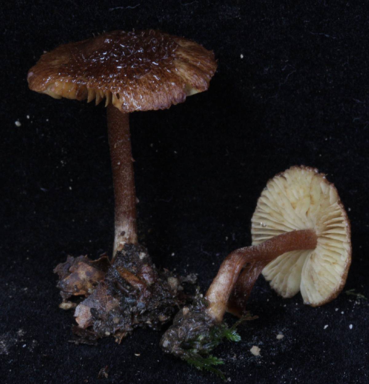 Inocybe spinulifera image