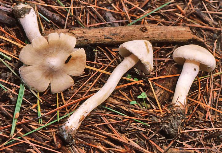 Inocybe sambucella image