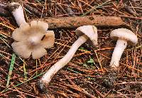 Inocybe sambucella image