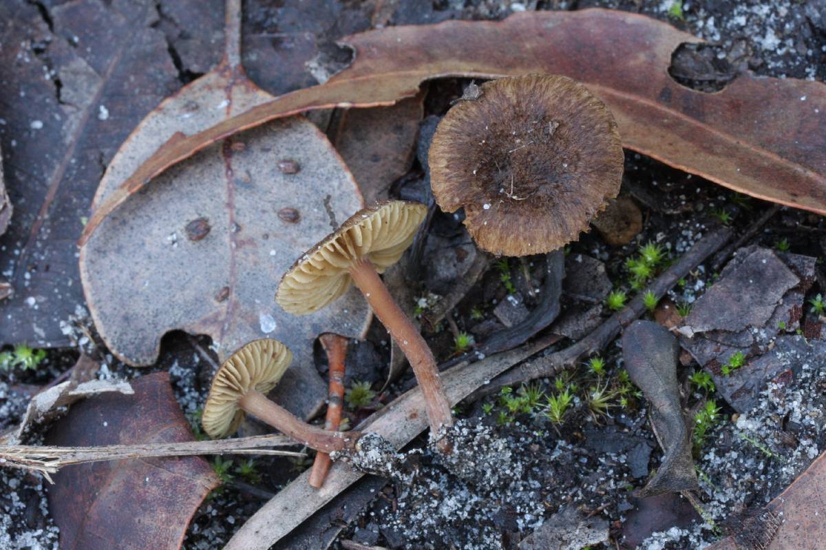 Inocybe australiensis image