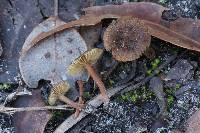 Inocybe australiensis image