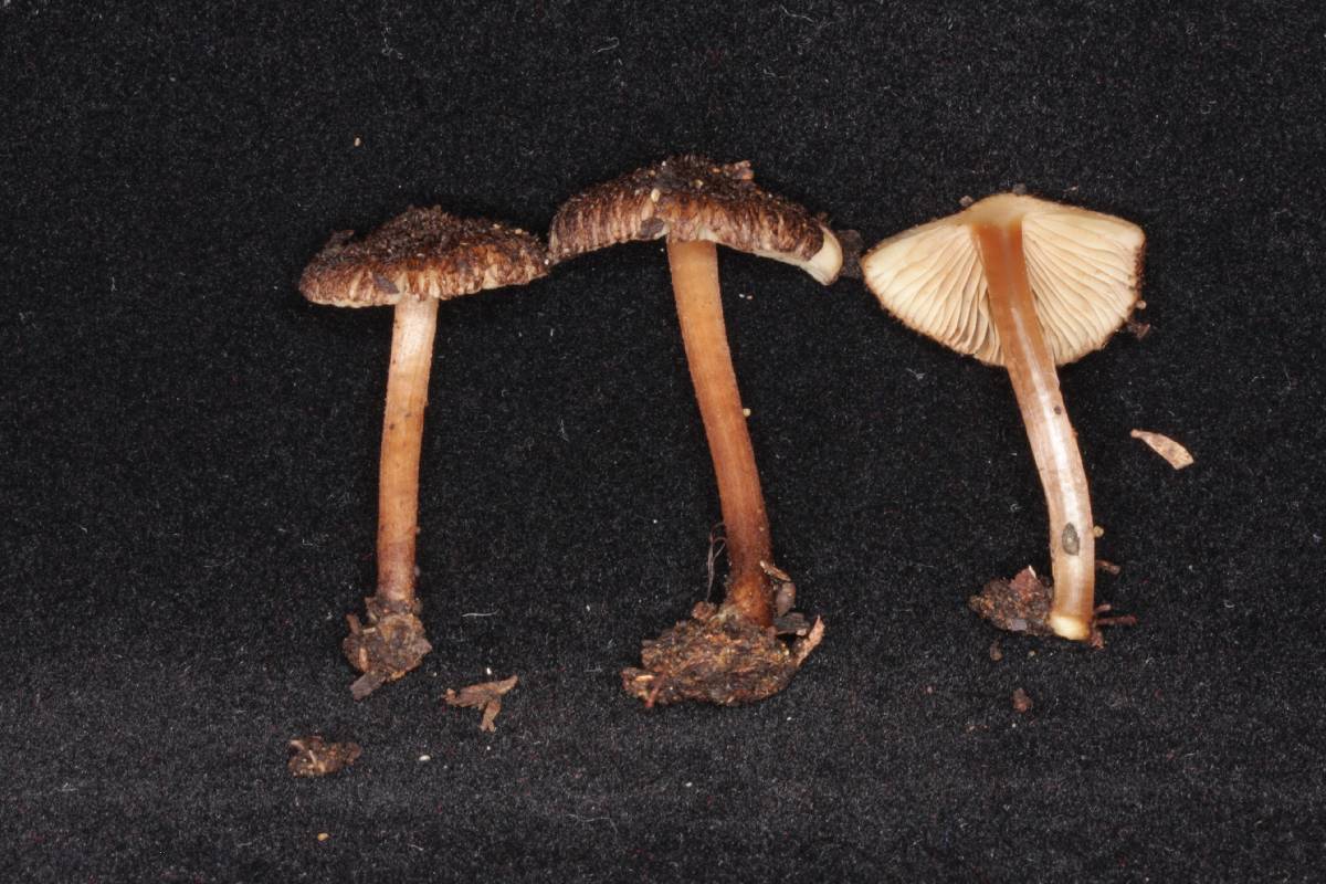 Inocybe australiensis image