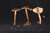 Inocybe australiensis image