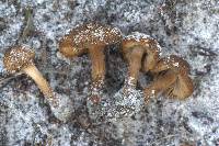 Inocybe australiensis image