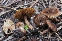 Inocybe australiensis image