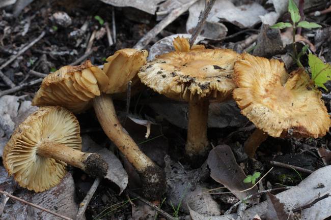 Inocybe aureorimosa image