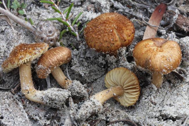 Inocybe aureorimosa image