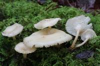 Clitocybe eccentrica image