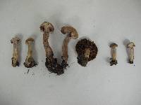 Cortinarius anomalus image