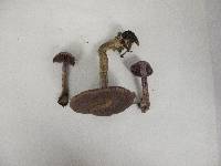 Cortinarius torvus image