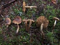 Cortinarius decipiens image