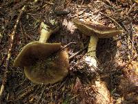 Cortinarius olivaceus image