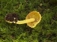 Pholiota flammans image