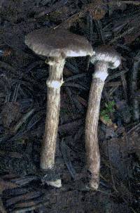 Cortinarius flexipes image