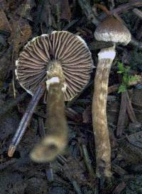 Cortinarius flexipes image