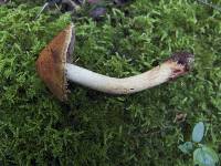 Cortinarius corrugatus image