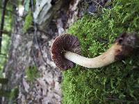 Cortinarius corrugatus image