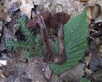 Cortinarius torvus image