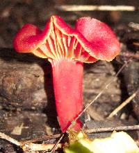 Hygrocybe appalachianensis image