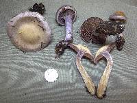 Cortinarius camphoratus image