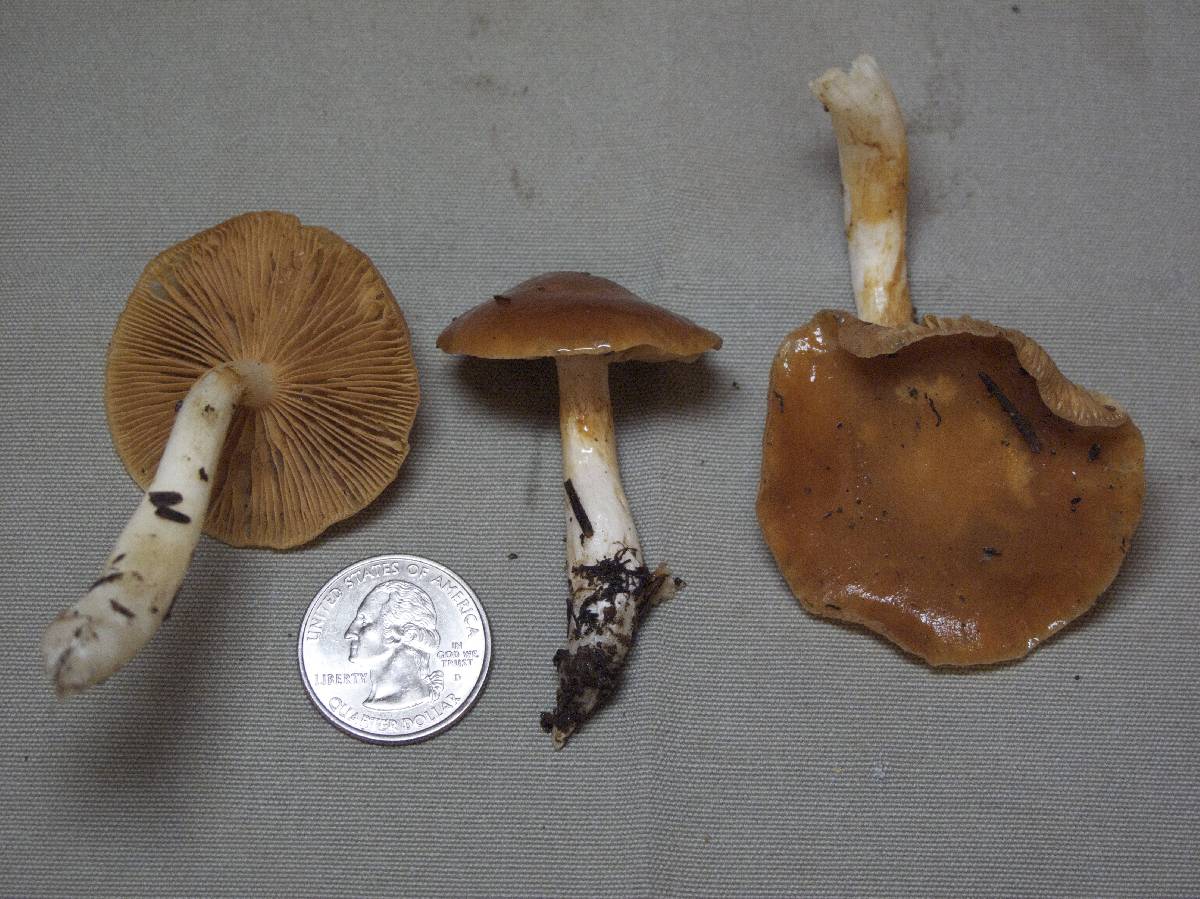 Cortinarius galeobdolon image