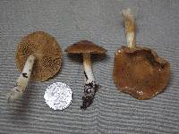 Cortinarius galeobdolon image