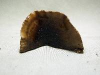 Cortinarius scaurus image