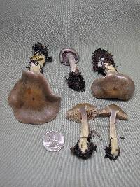 Cortinarius anomalus image