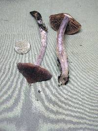 Cortinarius evernius image