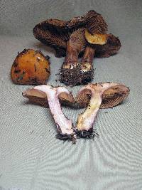 Cortinarius purpurascens image