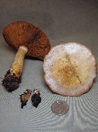 Cortinarius camphoratus image