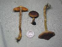 Cortinarius malicorius image