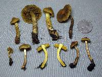 Cortinarius croceus image