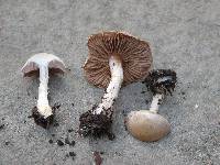 Cortinarius anomalus image