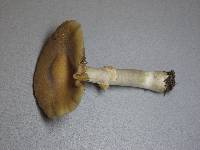 Cortinarius caperatus image